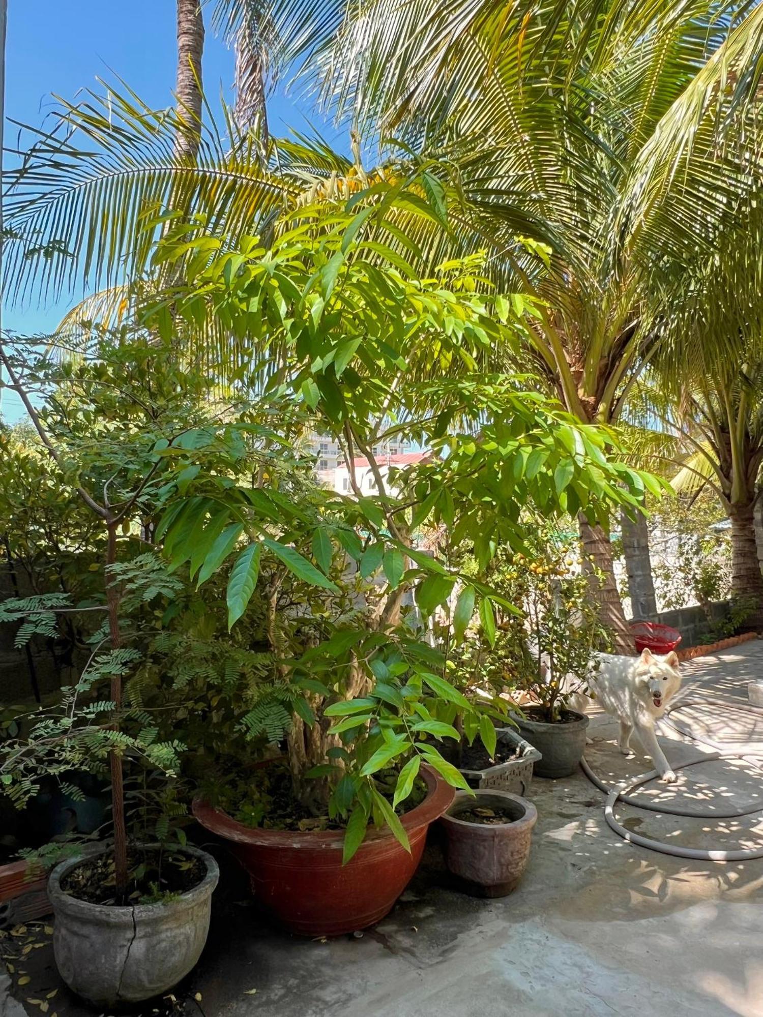 Duc Thao Guest House Mũi Né Extérieur photo